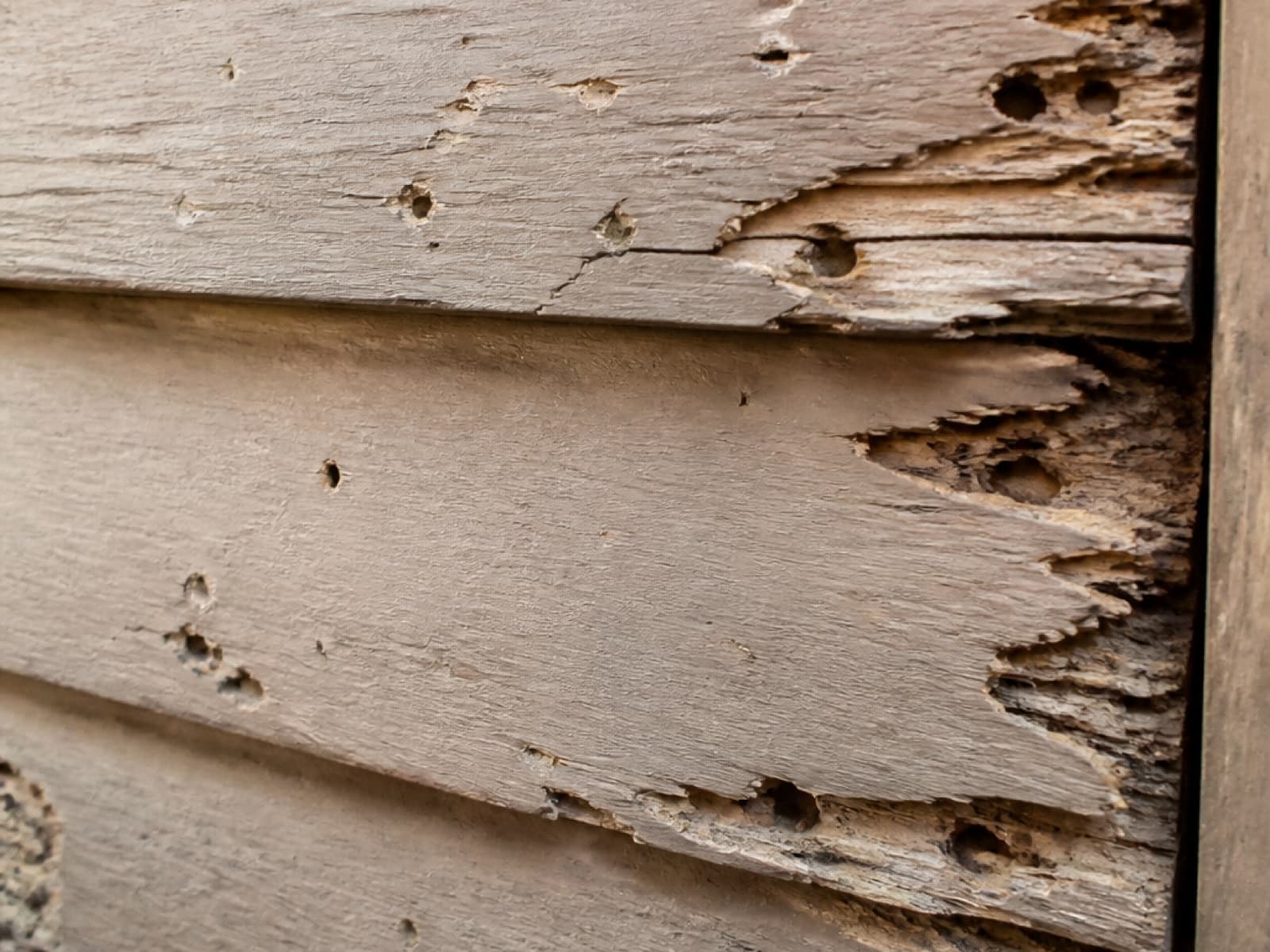 Termite damage tunnelled through structural timber.